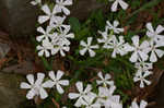 Sticky catchfly